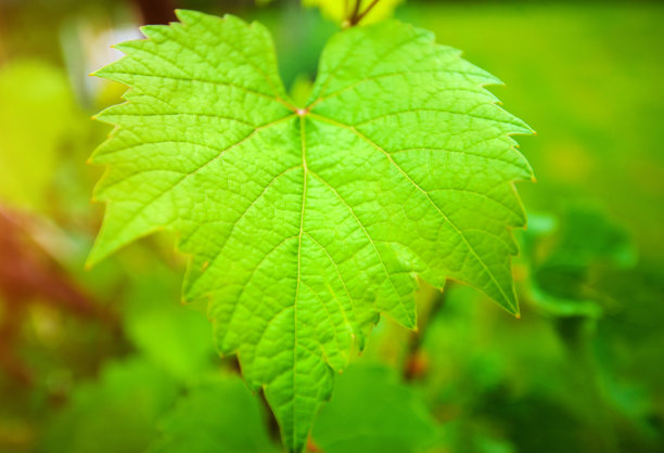 绿葡萄葡萄叶图片下载