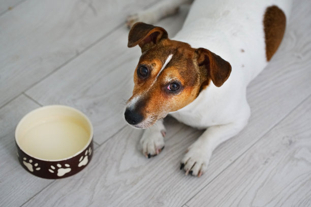 杰克罗素梗的狗躺在一个空碗旁边图片下载