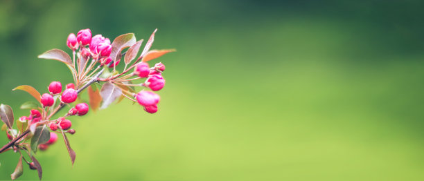 树枝上有粉红色的花在模糊的绿色背景横幅图片下载