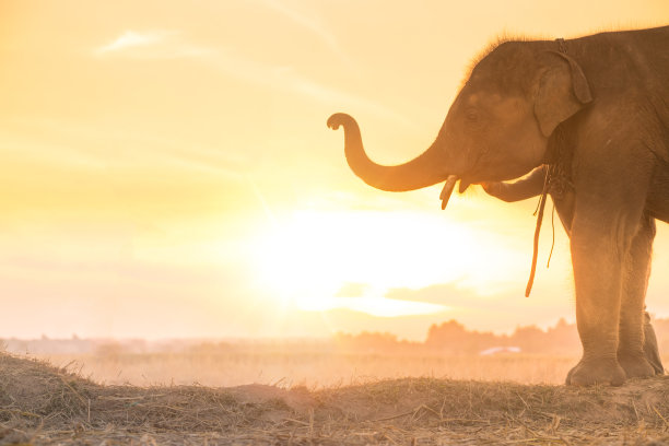 大象在日出的热带雨林稻田里行走图片下载