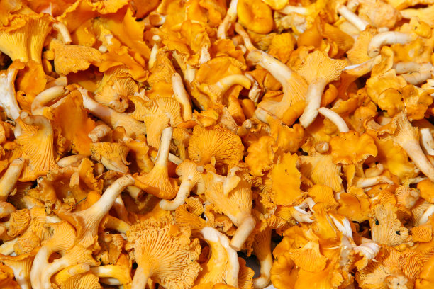 鸡油菌蘑菇图片下载