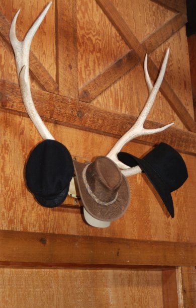 用麋鹿角做的帽子架图片下载