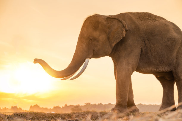 大象在日出的热带雨林稻田里行走图片下载
