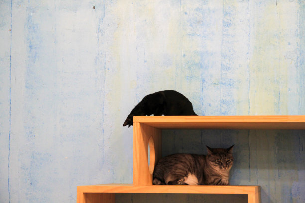 猫往木头猫塔里看图片下载
