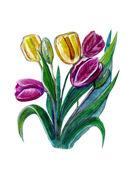 一束深粉色和黄色的大郁金香花图片下载