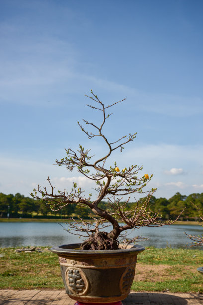 背景是春天的杏花和樱花。这是越南农历新年的象征，照片用于创意设计，印刷广告，杂志和更多图片下载