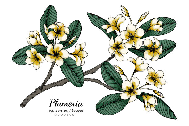 鸡蛋花和叶子绘制插图与线条艺术在白色的背景。图片下载