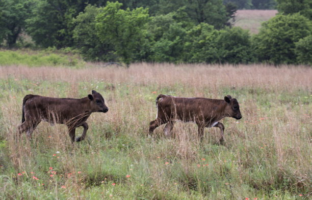 长角牛图片下载