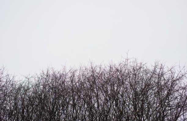 冬天外面有一排光秃秃的灌木和树木图片下载