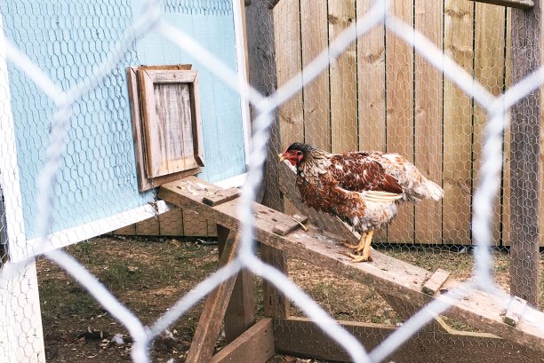 你好,母鸡小姐图片下载