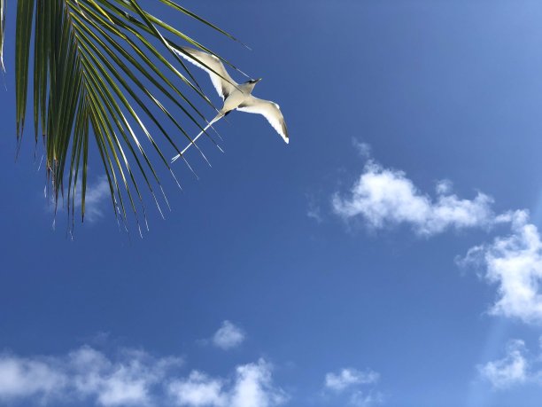 蓝天下的热带鸟图片下载