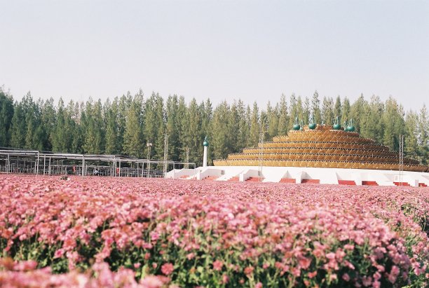 花的方法图片下载