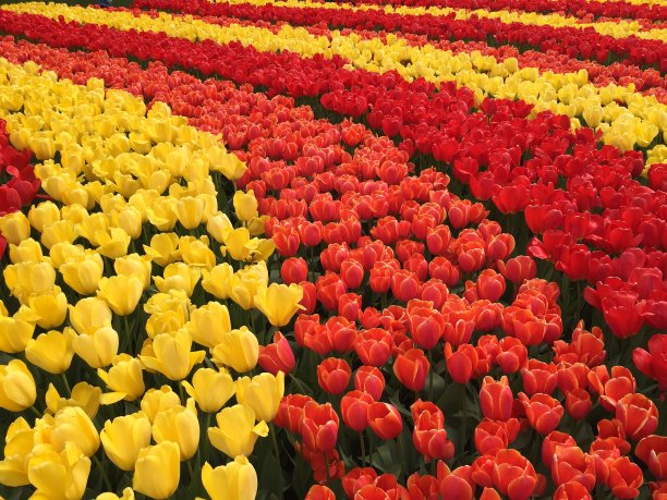 郁金香图片下载