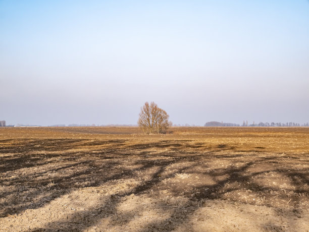一棵孤零零的树屹立在耕地上。图片下载