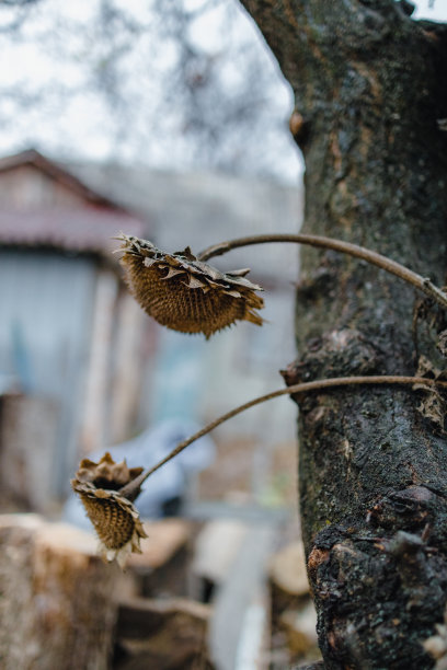在一棵老树和一所房子的背景上，有向日葵花的枯萎灌木。秋天的悲观情绪。抽象的照片。有选择性的重点。特写镜头图片下载