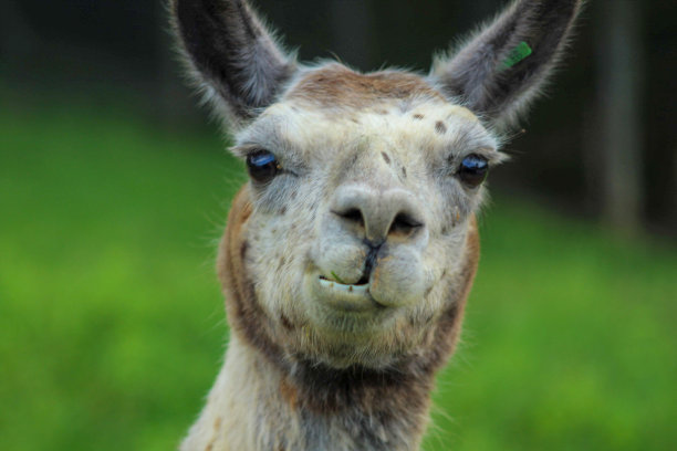 叫做closeup图片下载