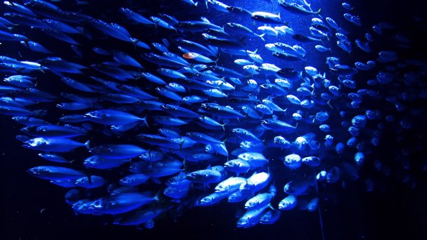 受欢迎的水族馆图片下载