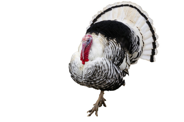 孤立在白色背景上的火鸡图片下载