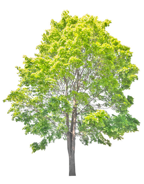 亮绿色老枫树上的白色图片下载