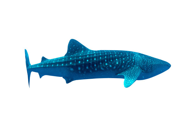 鲸鲨孤立在白色背景与剪切路径图片下载