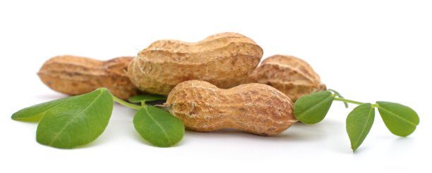 花生和树叶。图片下载