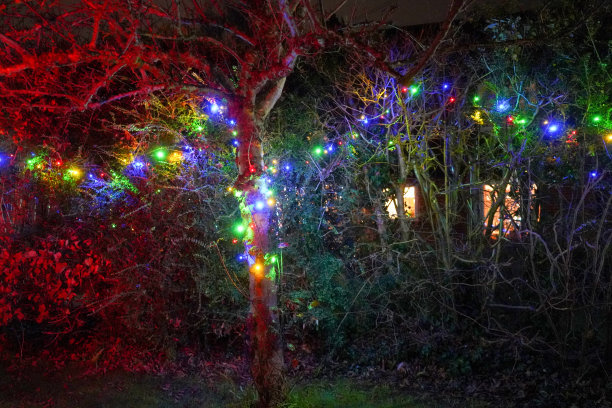 栅栏和树上挂着圣诞彩灯图片下载