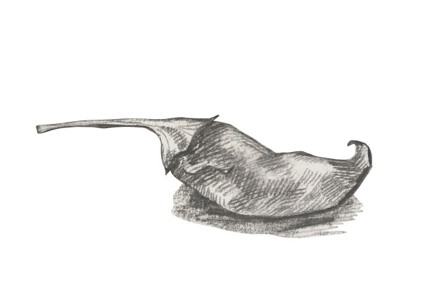 手绘胡椒插图。图片下载