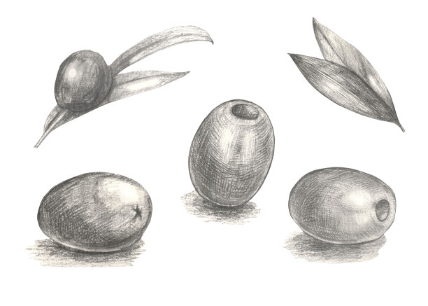 手绘橄榄集。图片下载