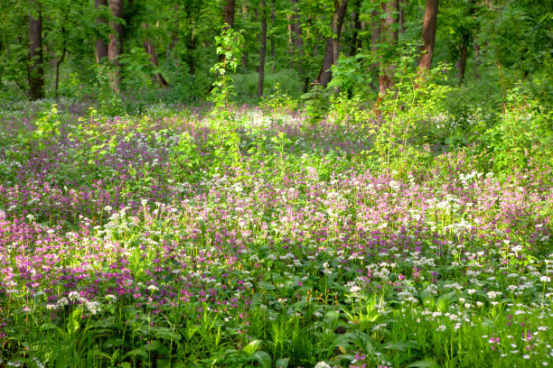 春天五彩缤纷的草地图片下载