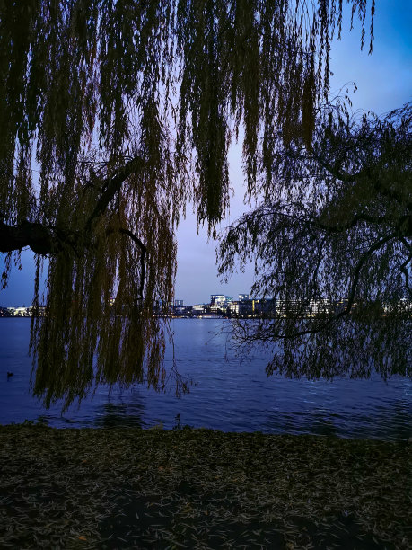 树后的城市全景图片下载