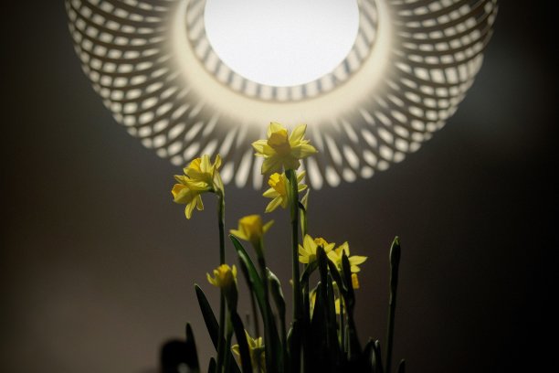 在设计的灯罩下的水仙花图片下载