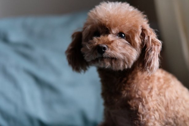 近距离拍摄一只玩具贵宾犬。图片下载