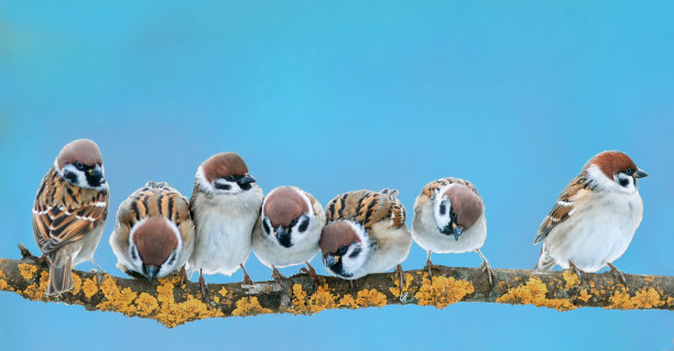 小鸟，麻雀，在春天的花园中，蓝天的映衬下图片下载