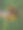 欧洲大黄蜂女王图片下载