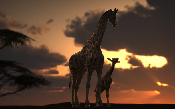 日出的场景与雄性和幼长颈鹿在非洲看着对方的3d渲染图片下载
