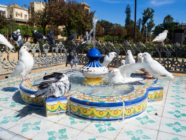白鸽在塞维利亚市的喷泉中沐浴图片下载
