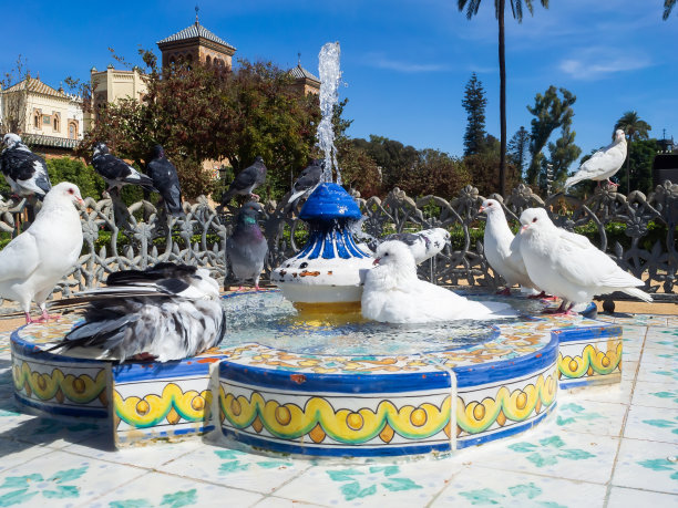 白鸽在塞维利亚市的喷泉中沐浴图片下载