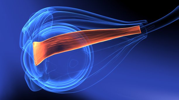 人体眼交会解剖学三维示意图图片下载