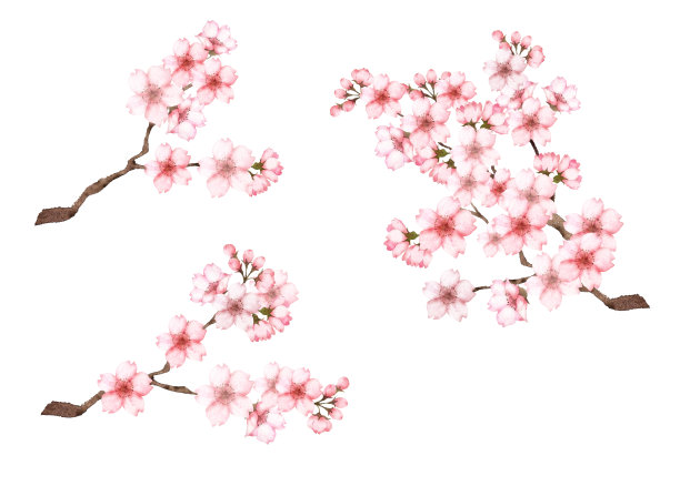 樱花组图片下载