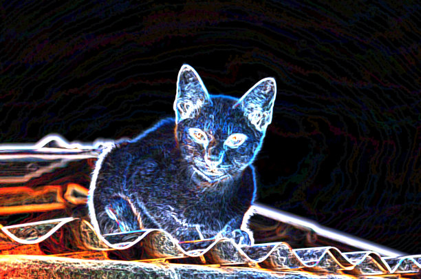 猫照明色彩缤纷图片下载