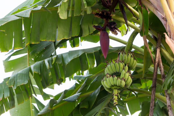 将香蕉芽聚焦在以绿草为背景的树上。亚洲超级水果。热带水果。图片的背景，壁纸和复制空间。香蕉树。生香蕉在树上。图片下载