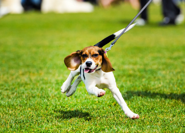 散步中的狗。健身、运动、人和慢跑概念。图片下载