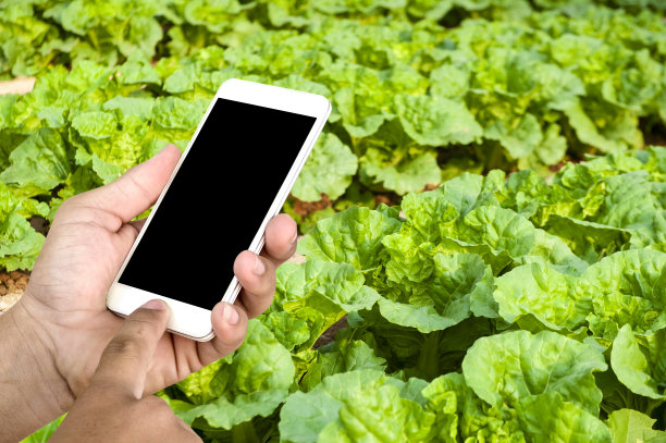 男人的手握着手机、智能手机和绿色生菜，对工业和大型企业的增长起着推动作用。图片下载