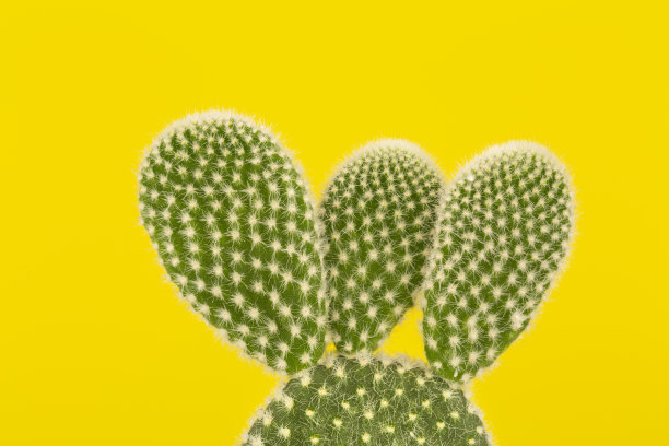 黄色背景上的仙人掌和刺的微距照片。图片下载