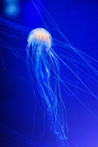 美丽的水母，水母在霓虹灯下与鱼儿嬉戏。海洋水母中的水下生物。令人兴奋的宇宙景象图片下载