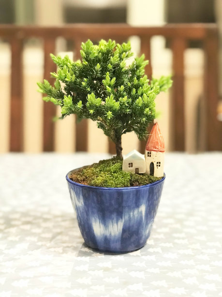 漂亮真正的迷你松或矮松适合家装用迷你屋，有选择性的重点图片下载