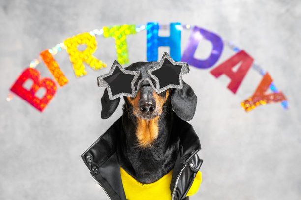 图为一只腊肠犬的肖像，黑棕相间，身穿黄色t恤和黑色夹克，戴着星星形状的眼镜，背景上有一个写有“生日”字样的花环。贺卡图片下载