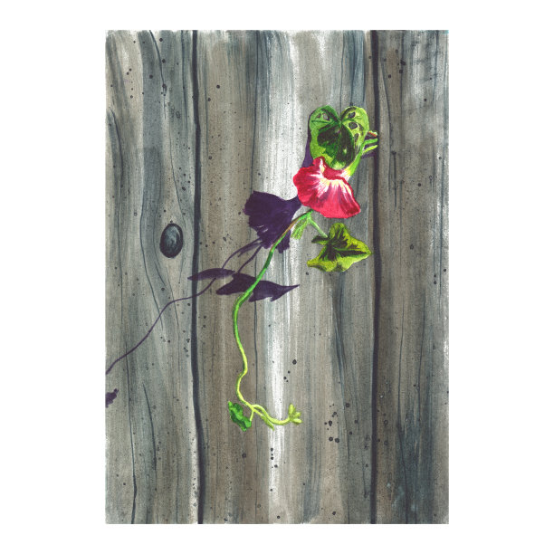 水彩画的粉红色花泥鳅在一个木制的背景。图片下载