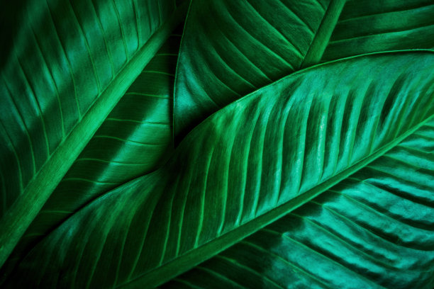 抽象绿叶纹理，自然背景图片下载