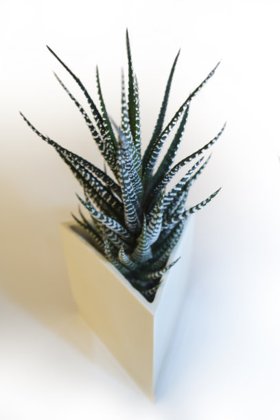 把仙人掌种在三角盆里图片下载